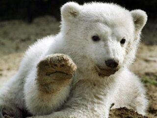 KNUT